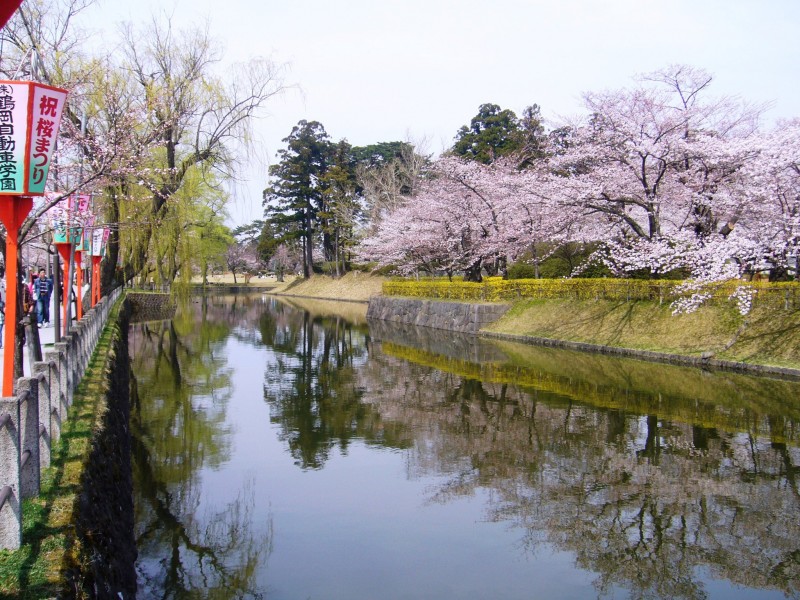 鶴岡公園の内堀の桜
