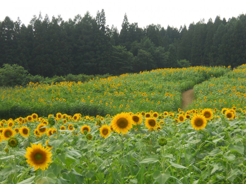 「月山高原　ひまわり畑」にて