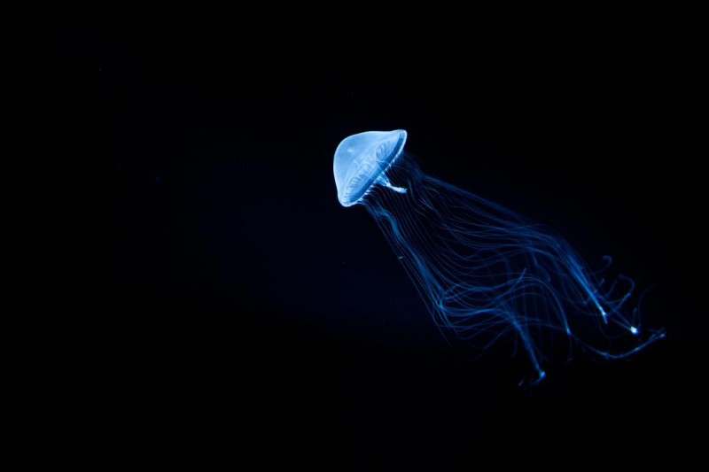 加茂水族館のくらげ