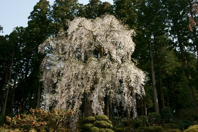 鶴岡市 井岡寺のしだれ桜