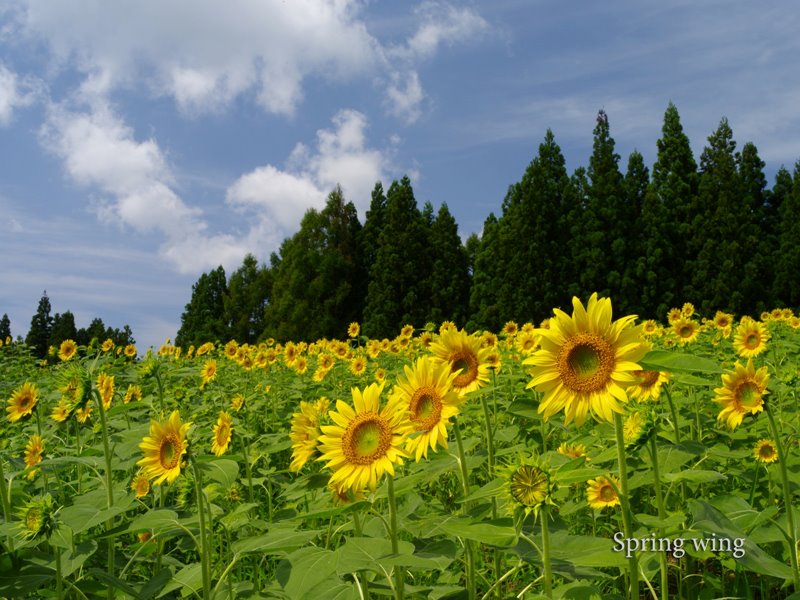 月山のひまわり