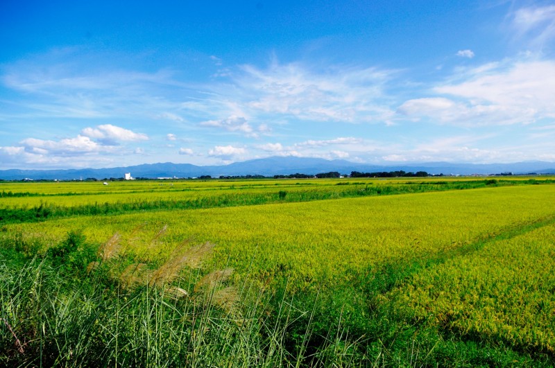 三川町の田んぼ