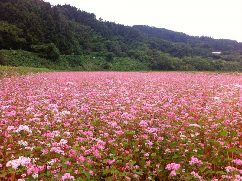 え？ピンクの蕎麦の花？