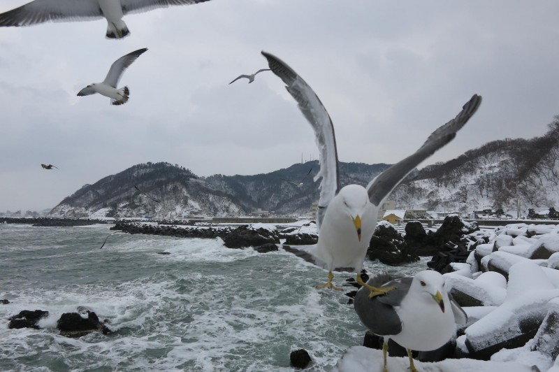 ウミネコの餌付け