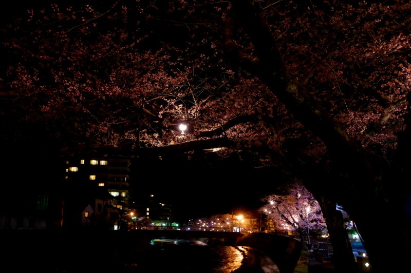 あつみ温泉、夜桜