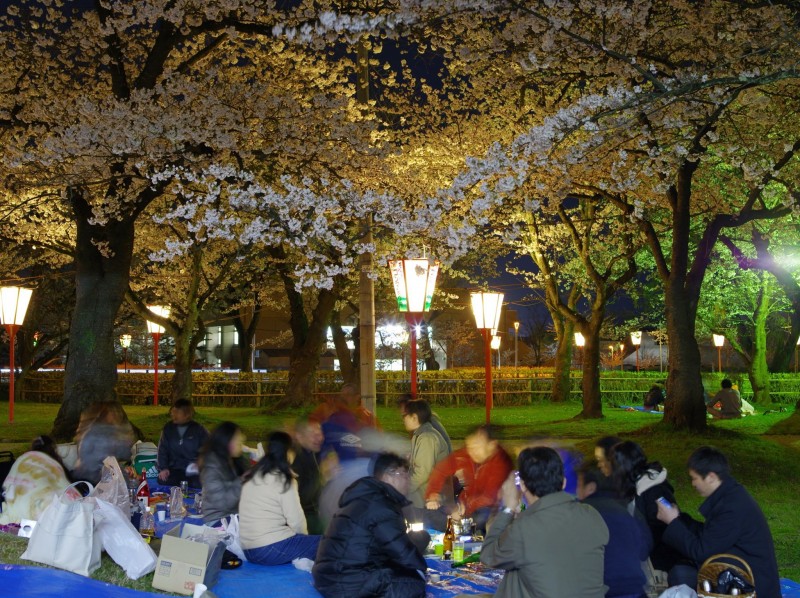 鶴岡公園でお花見