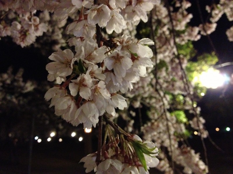 鶴岡公園のしだれ桜
