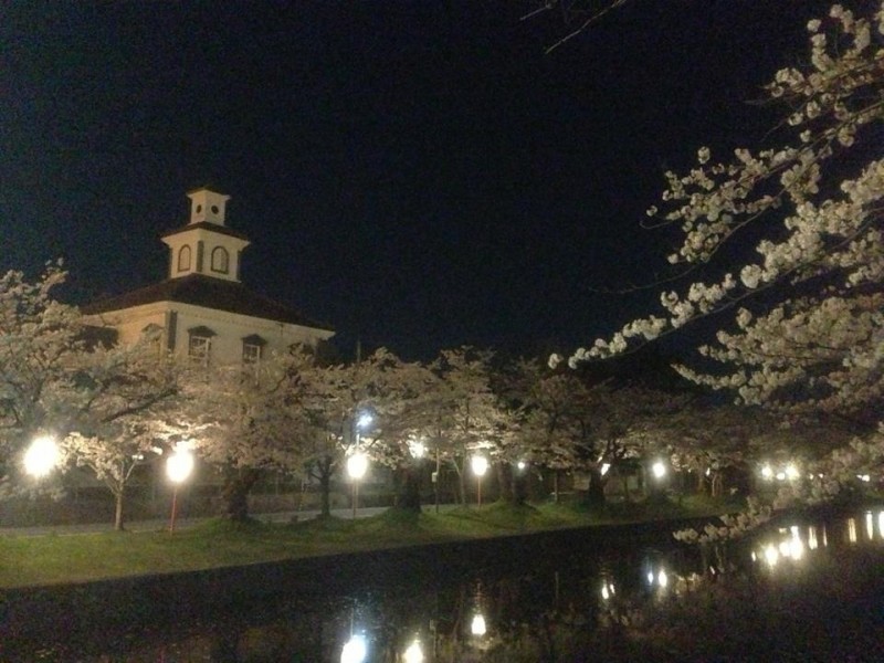 公園地夜桜